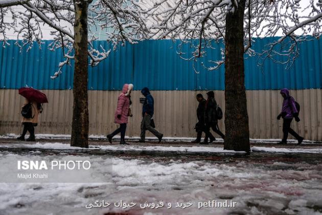 هشدار نارنجی هواشناسی برای تهران احتمال یخ زدگی سطح زمین و خطر شکستن درختان کهنسال