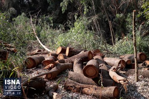 توضیح مدیرکل منابع طبیعی مازندران به دنبال قطع درختان شهرستان بهشهر توسط قاچاقچیان