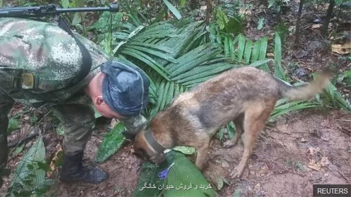 ادعای زنده پیدا شدن 4 کودک 17 روز پس از حادثه سقوط هواپیما در کلمبیا