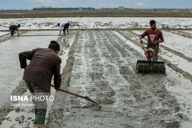 کاهش 27 درصدی مصرف آب آبیاری در سطح مزرعه با اجرای کارهای استقرار کشاورزی پایدار