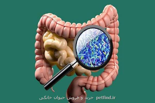 پارکینسون احتمالا از روده آغاز می شود