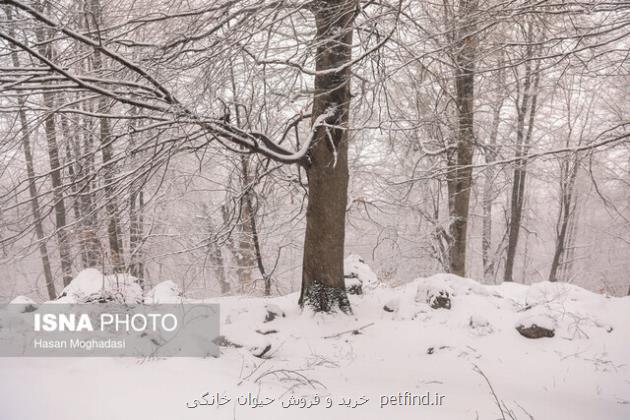 بارش باران و کاهش دما در بعضی استان ها