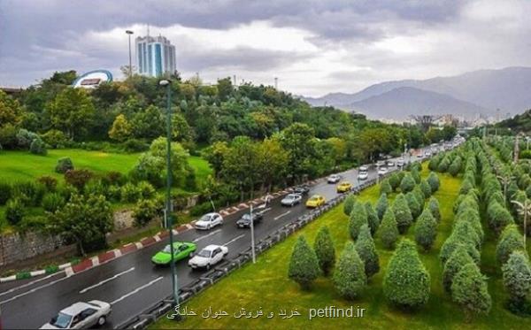 درختان کنار جاده آلودگی هوا را کاهش می دهند