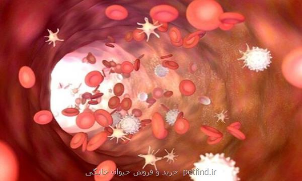 کووید می تواند باعث پیری زودرس رگ های خونی شود