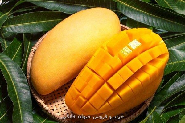 سلطان میوه های استوایی با خواص بی نظیر برای بدن