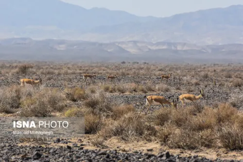 از ثبت حمله سگ به گله آهوهای جاشلوبار تا مشاهده دو خرس قهوه ای در پرور