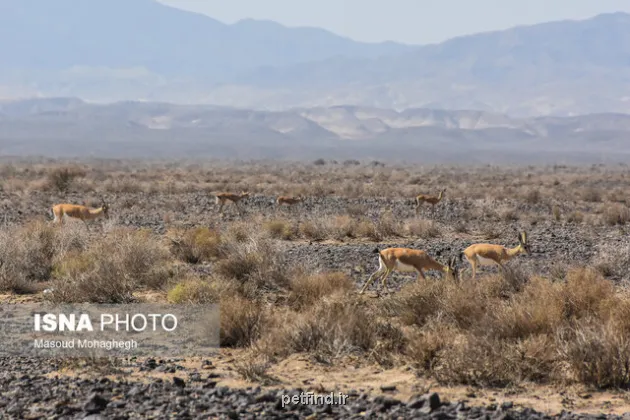 از ثبت حمله سگ به گله آهوهای جاشلوبار تا مشاهده دو خرس قهوه ای در پرور