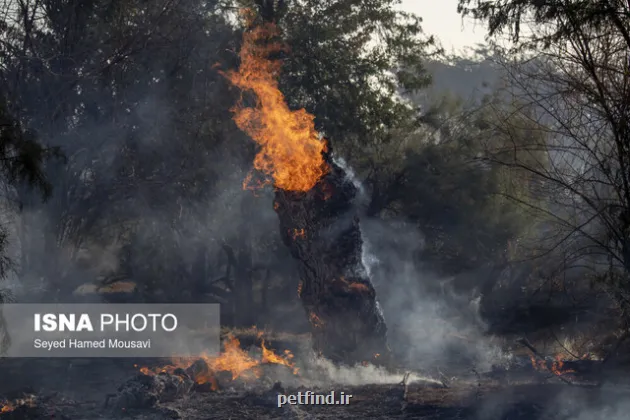 آتش منطقه الیت کمتر از ۸ هکتار شده است