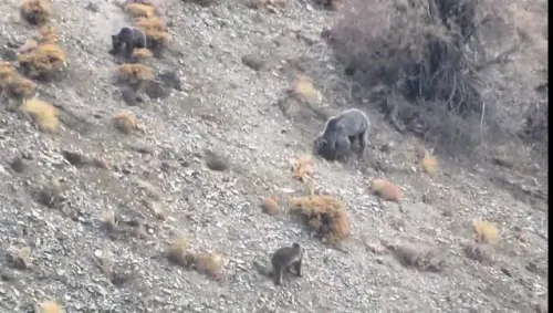 مشاهده خانواده خرس قهوه ای در دنا