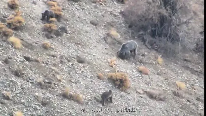 مشاهده خانواده خرس قهوه ای در دنا