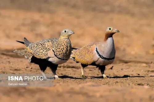 سیه سینه کویر ایران نیازمند حمایت