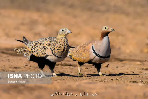 سیه سینه کویر ایران نیازمند حمایت