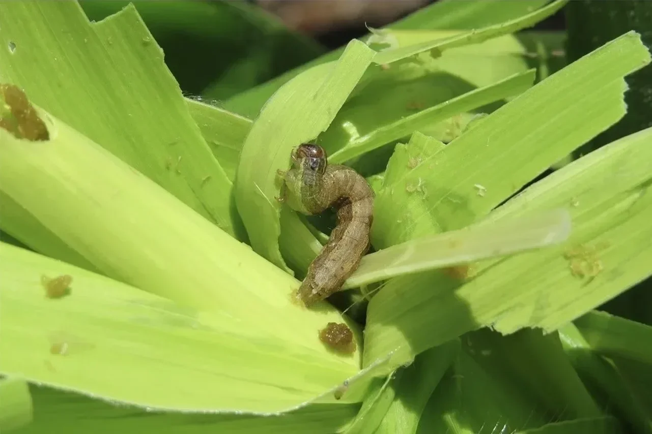 بهترین سم برای کرم برگ خوار