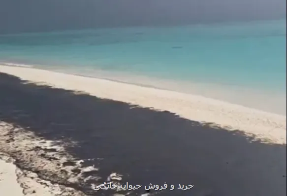 چرا ساحل لاوان سیاه شد؟، توضیح مسئولان
