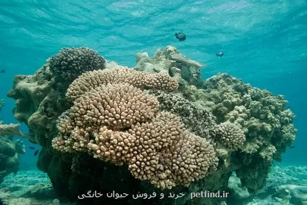اخطار نسبت به تهدید صخره های مرجانی ایران
