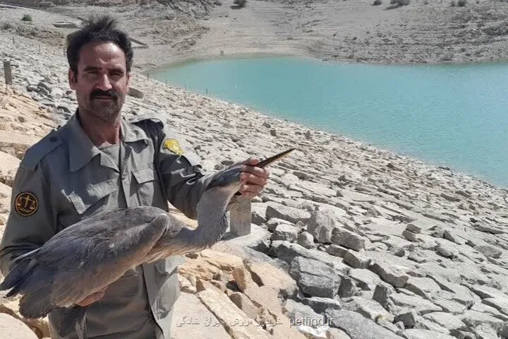 حواصیل خاکستری بعد از درمان به زیستگاه دالانکوه بازگشت