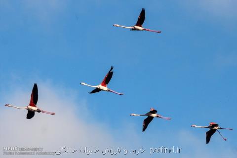 گونه ای از فلامینگو در اردبیل