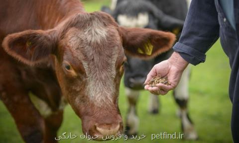 جلبك ها و حشرات تغذیه دام ها می شوند