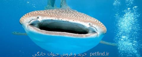 توافق جهانی در حفاظت از گونه های مختلف كوسه