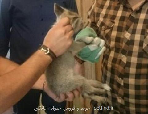 گونه های وحشی در معرض خطر انقراض