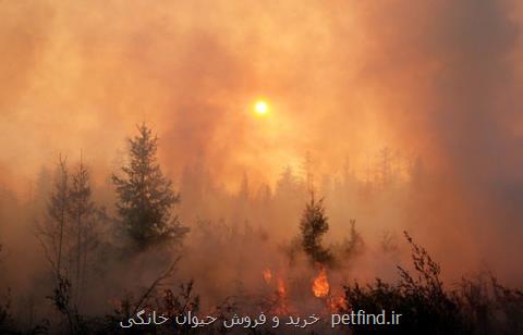 حریق در 74 هزار هكتار از جنگل های روسیه