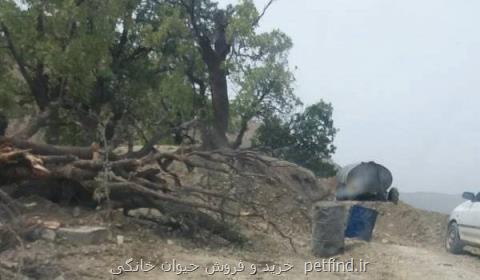 قطع 300 اصله درخت بلوط كهنسال برای تعریض جاده بی سردره یاسوج