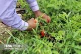 سفارش های هواشناسی كشاورزی برای روزهای پایانی تیر