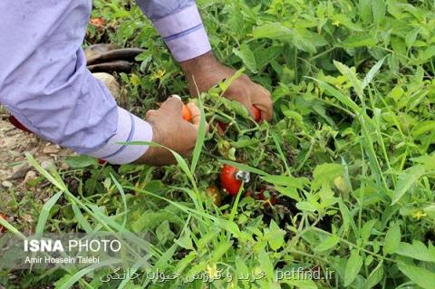 سفارش های هواشناسی كشاورزی برای روزهای پایانی تیر