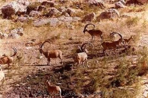 قوچ مستی، زمان اوج هجوم شكارچیان به حیات وحش