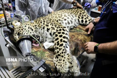 ماجرای لقاح مصنوعی پلنگ ایرانی