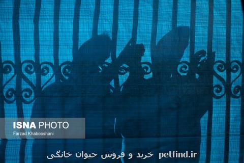 موادفروشی داماد و مادرزن در تهران