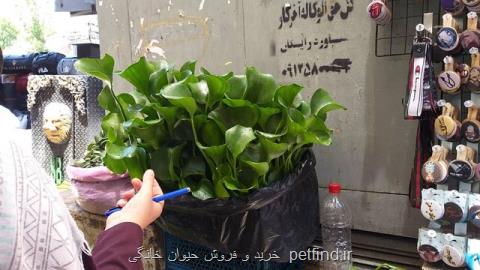 فروش یك گیاه سرطان زا در تهرانبعلاوه عكس