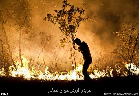 نبود بالگرد برای اطفای حریق در جنگل ها