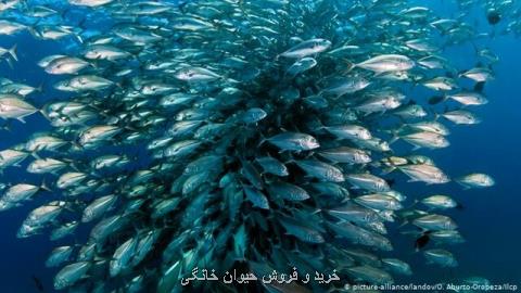 كاهش حیات دریایی اروپا بر اثر تغییرات اقلیمی