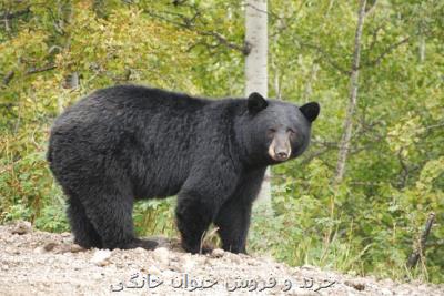 غارنشین سیاه پوش را بشناسیم