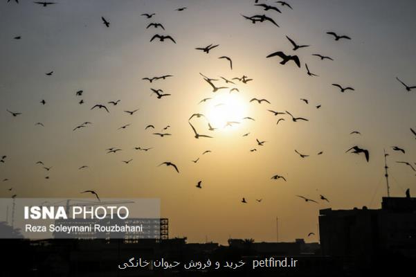 تهران در بعضی ساعات برای حساس ها ناسالم می شود