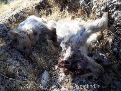سرنوشت نامعلوم مادر 2 توله خرس تلف شده در سی سخت