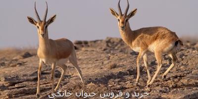 راه اندازی ایستگاه تیمار، تحقیقات و پرورش آهو