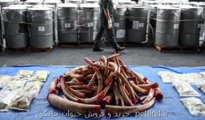 گستردگی غیرقابل تصور تجارت حیات وحش