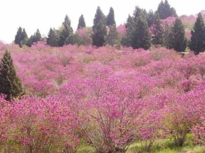 راه اندازی پروژه های گردشگری بوم كلبه و بازارگل و گیاه در سرخه حصار كلید خورد
