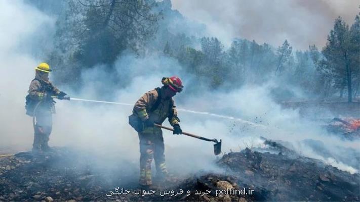مهار ۷۰ درصد آتش سوزی های جنگلی در كالیفرنیا