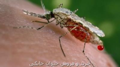 تكنیك آزمایشی سازمان جهانی بهداشت برای كنترل چند بیماری كشنده