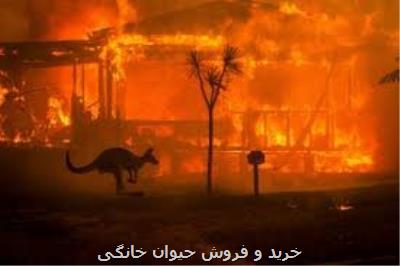 انقراض ۳۰ گونه جانوری در استرالیا یك فاجعه بین المللی است