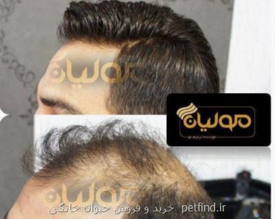 ترمیم مو بصورت تار به تار