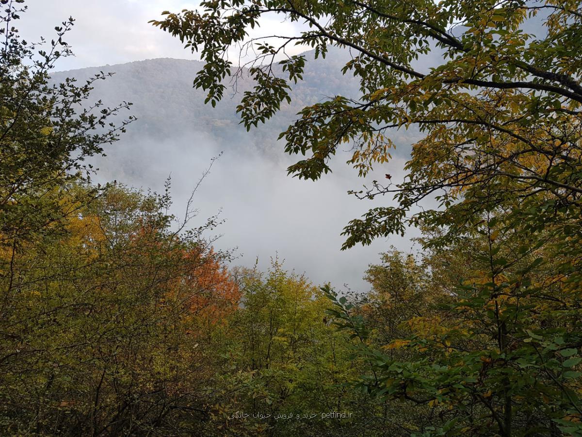 بومگردی در شمال