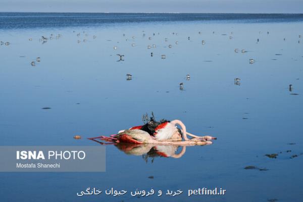 گمانه زنی ها درباره علل مرگ پرندگان مهاجر میانكاله