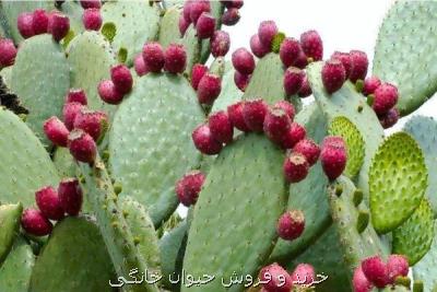 كشت نوعی كاكتوس برای بیابان زدایی در كشور