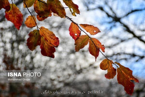 افزایش دمای رشت طی امروز