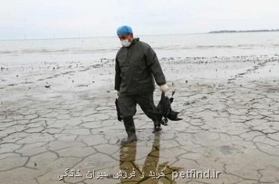 شمار تلفات پرندگان مهاجر در سواحل بندرتركمن به 800 قطعه رسید