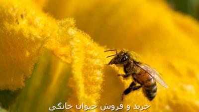 تندبادهای ناشی از تغییرات اقلیمی تهدیدی مهم برای حشرات مفید